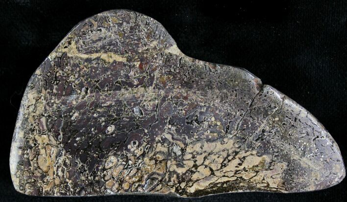 Polished Iguanodon Bone - Isle Of Wight #25033